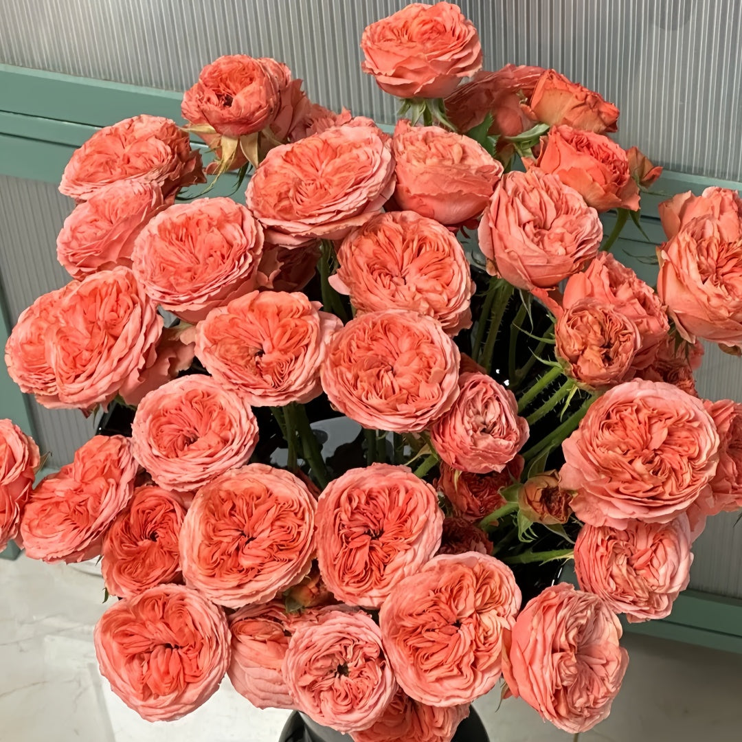 Bella trendsetter rose