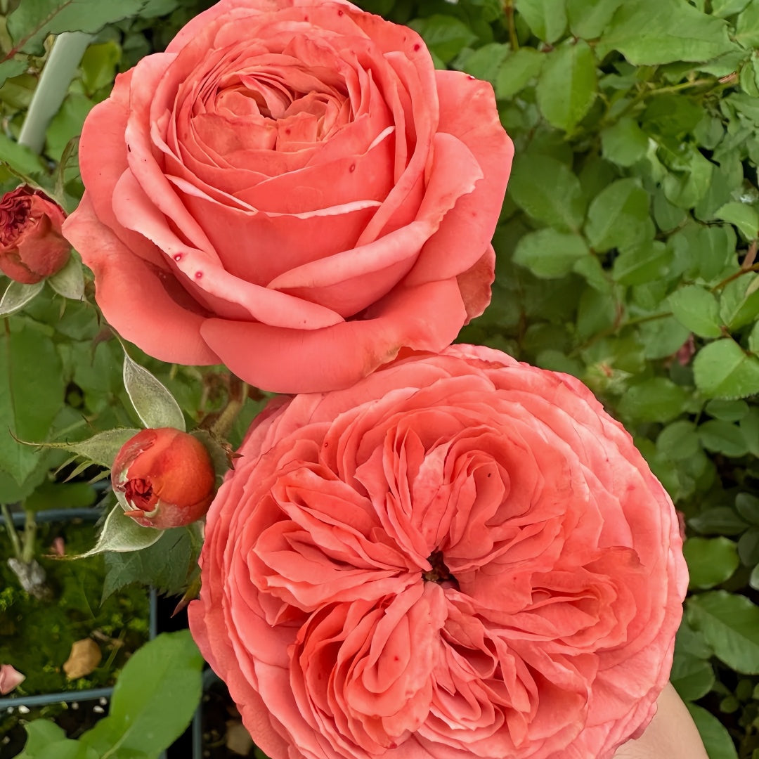 Bella trendsetter rose