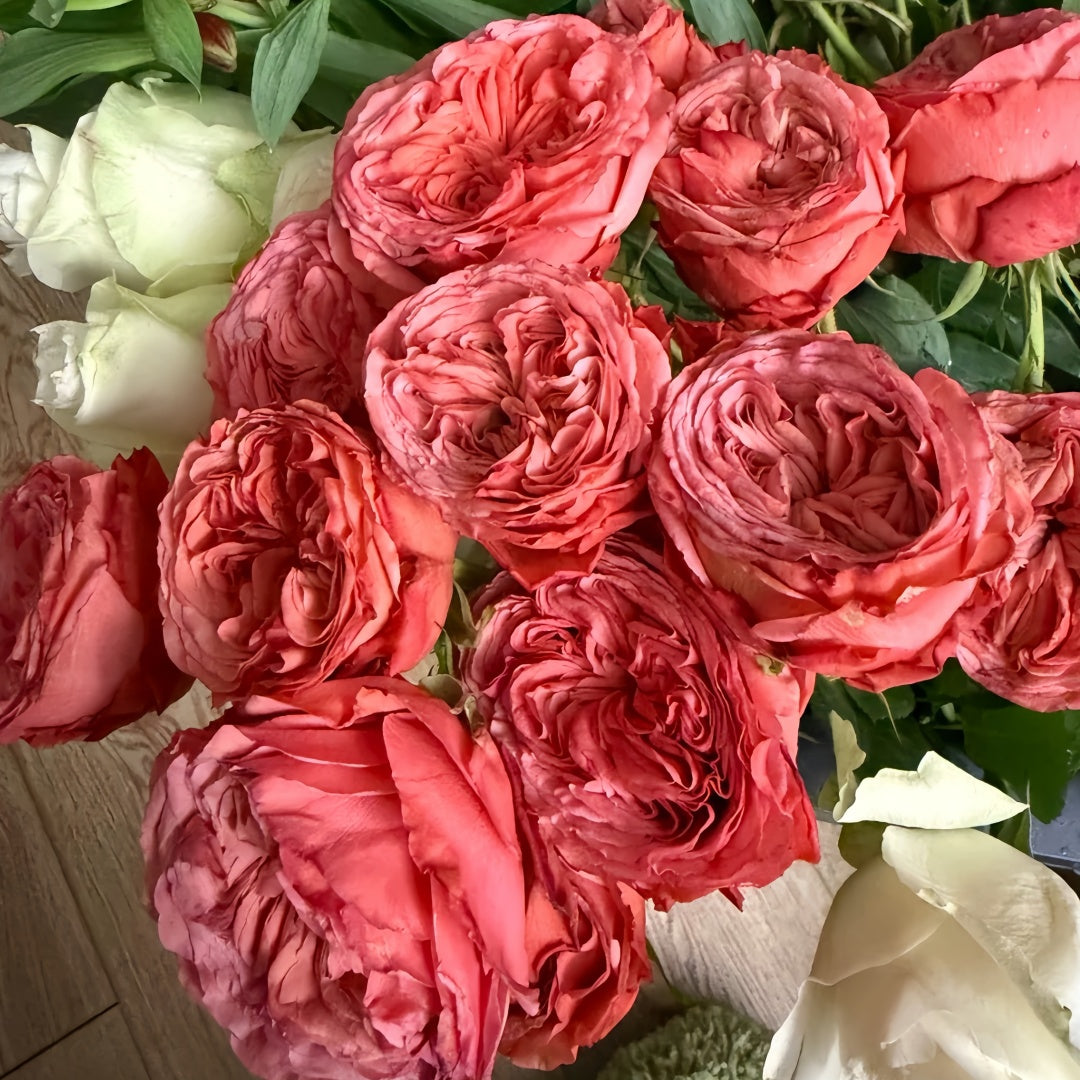 Bella trendsetter rose