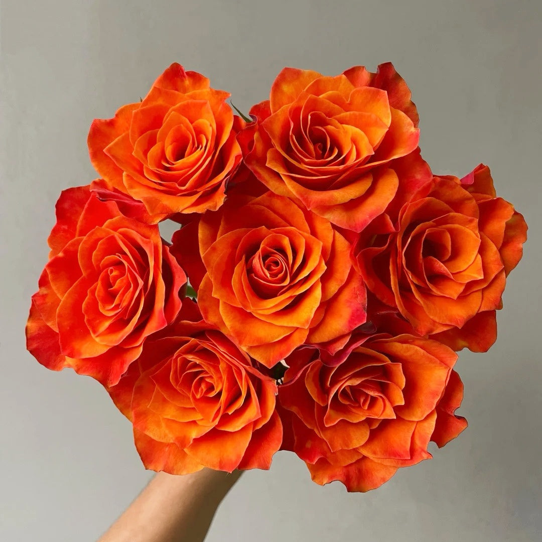 Belta Rose