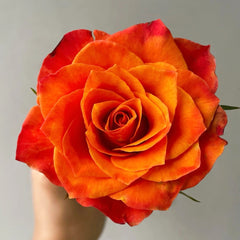 Belta Rose