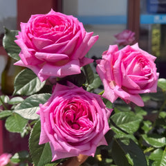 Bernadette Lafont Rose