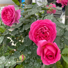 Bernadette Lafont Rose