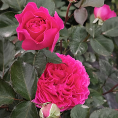 Bernadette Lafont Rose