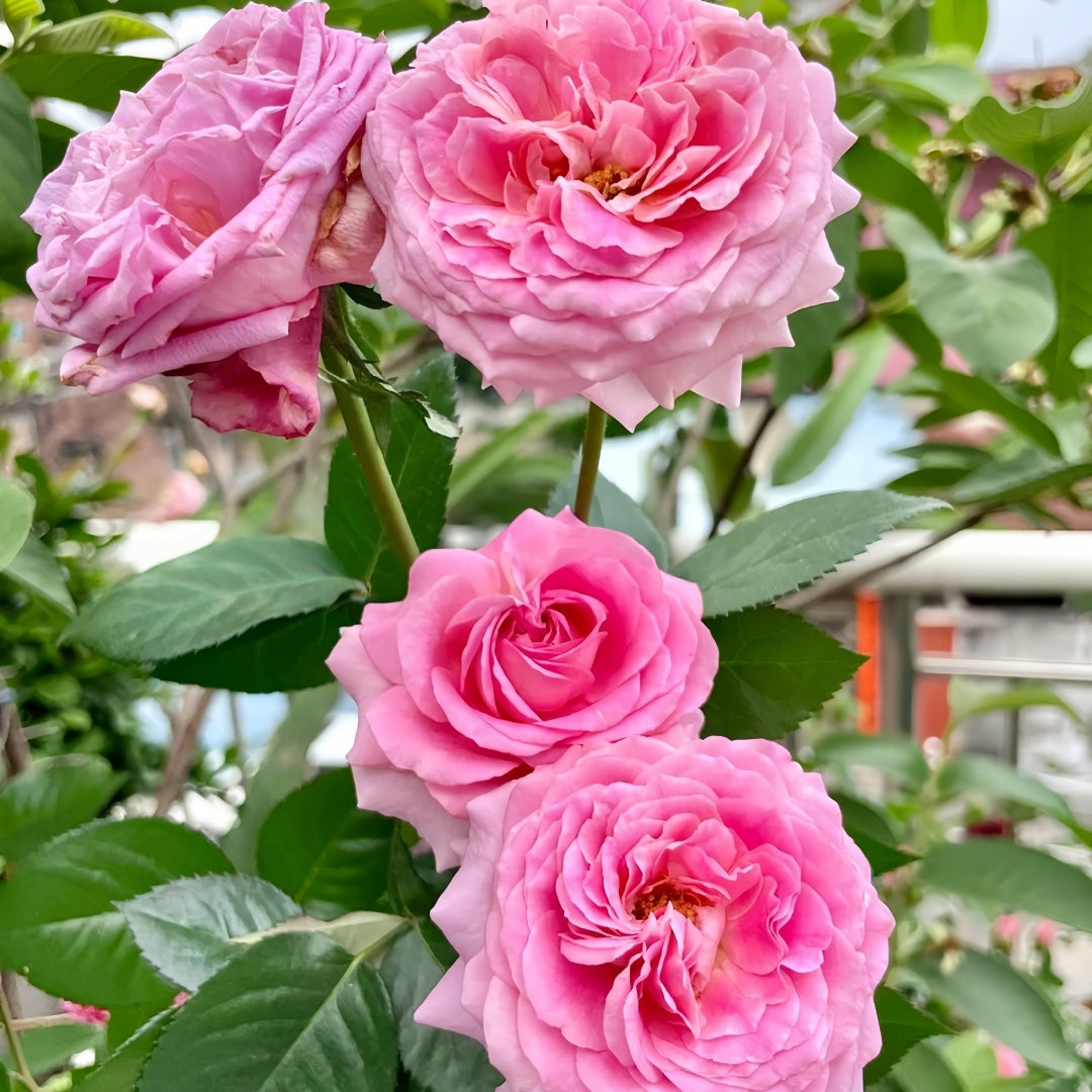 Bernadette Lafont Rose
