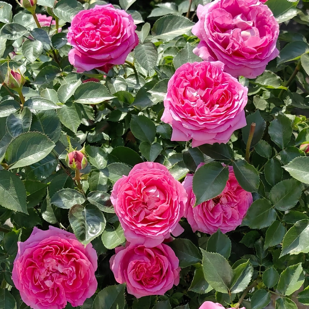 Bernadette Lafont Rose