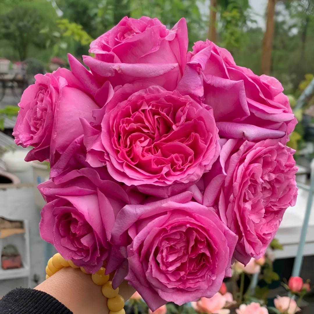 Bernadette Lafont Rose