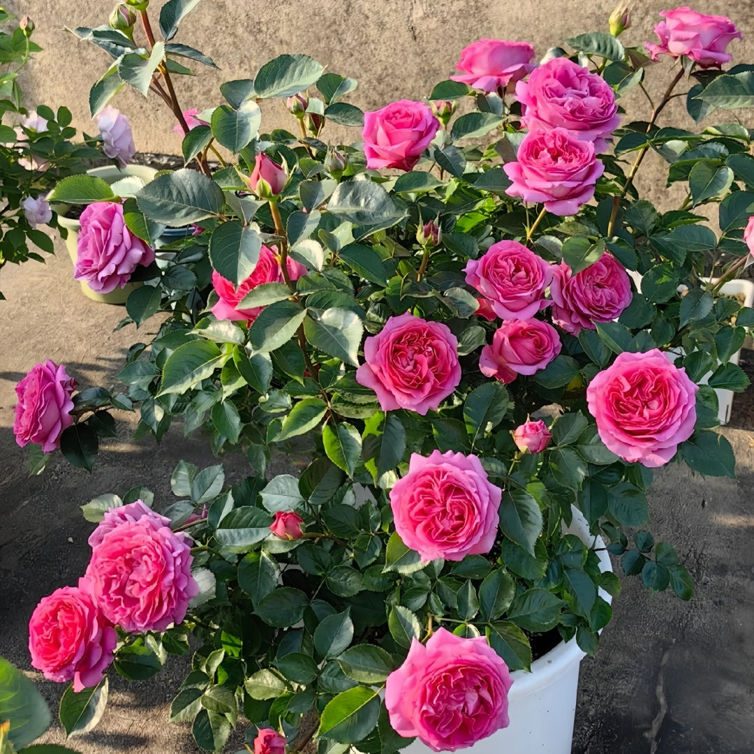 Bernadette Lafont Rose