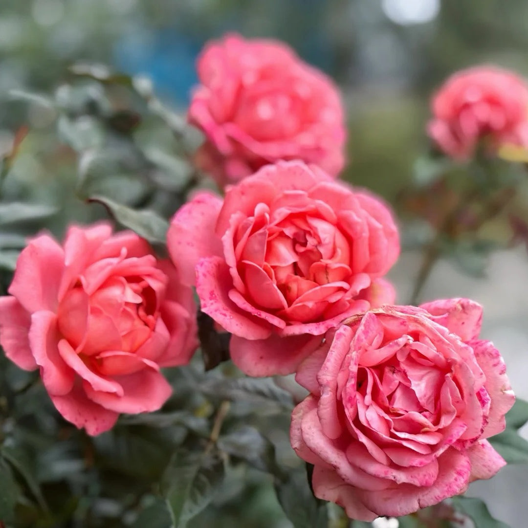 Bijou Corail Rose