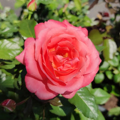 Bijou Corail Rose