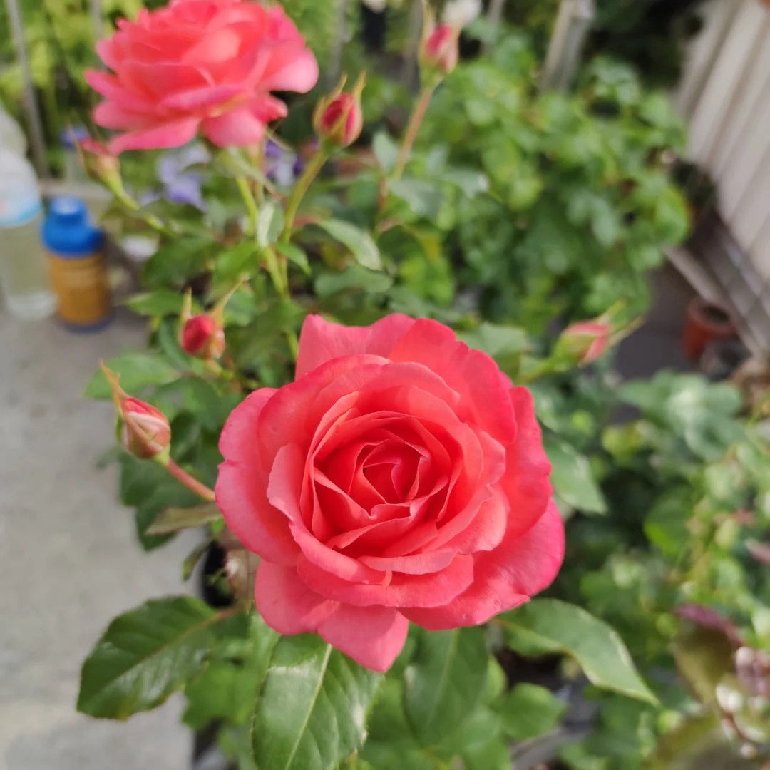 Bijou Corail Rose