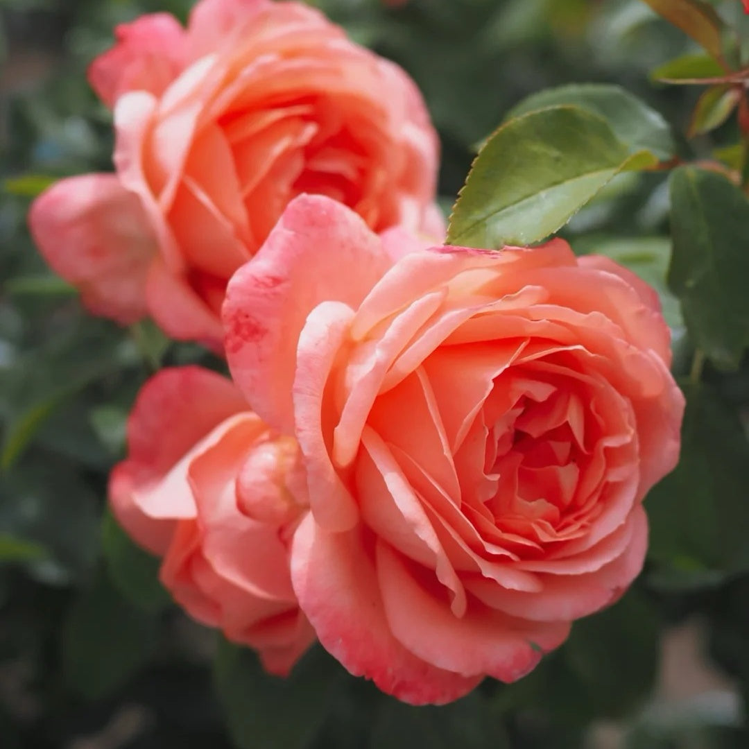 Bijou Corail Rose