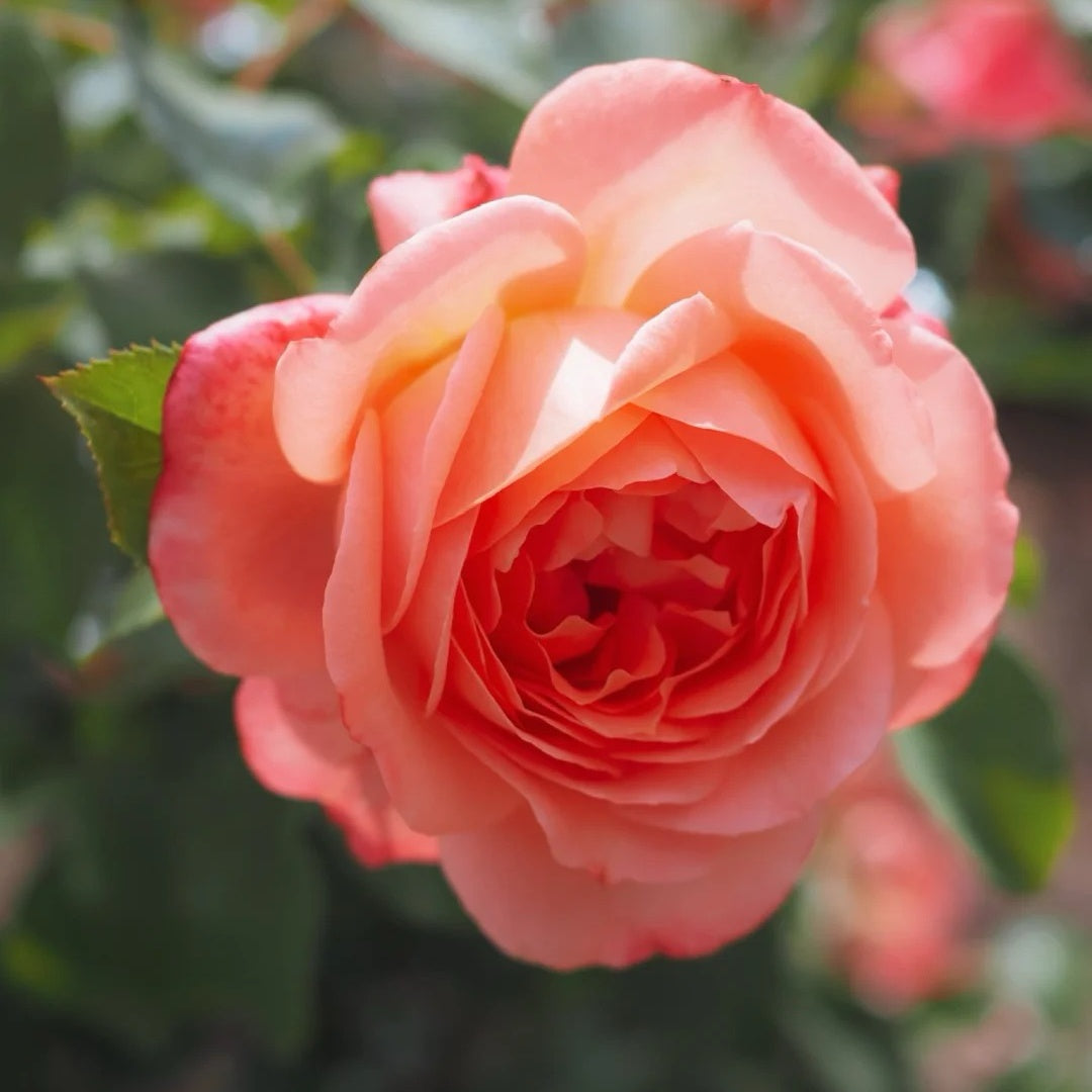 Bijou Corail Rose