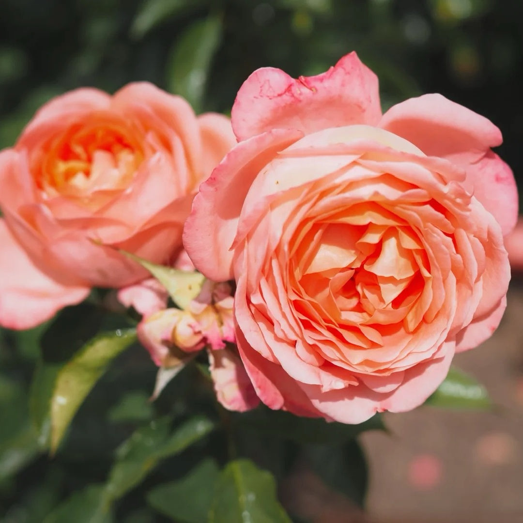 Bijou Corail Rose