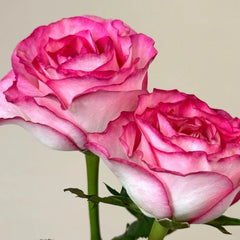 Binghong Siro Rose
