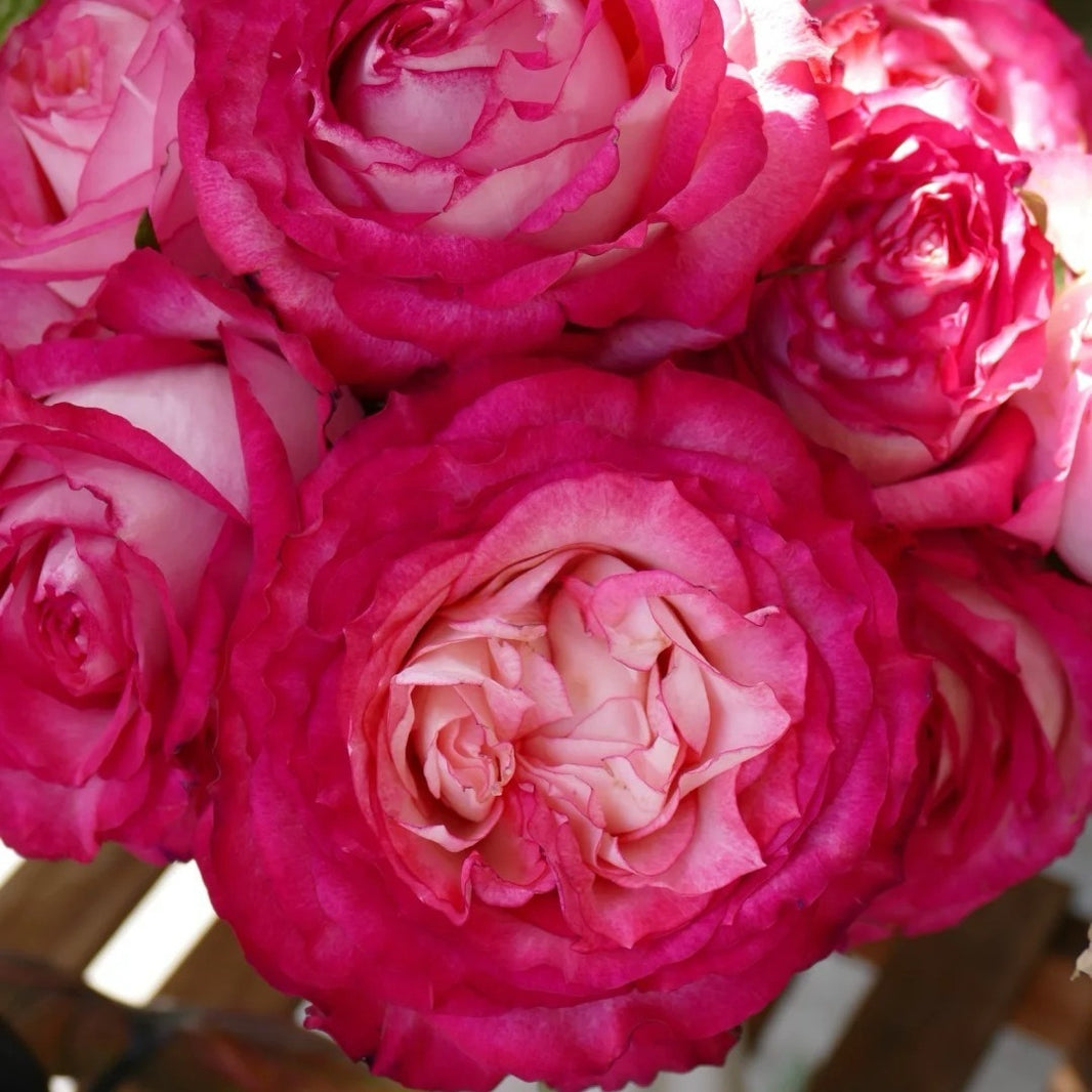 Chinese Roses – Ergongzy Roses