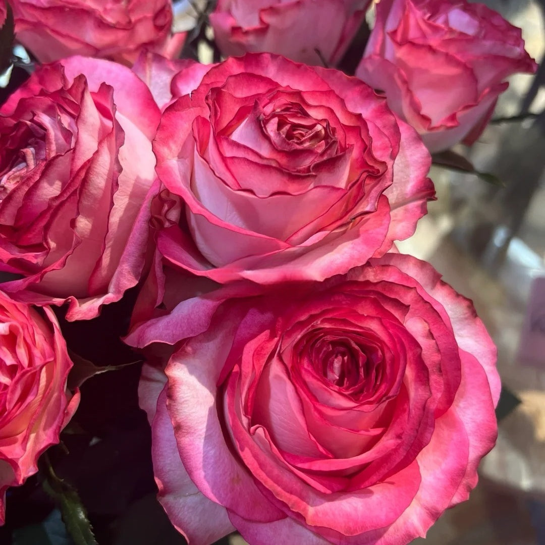 Binghong Siro Rose