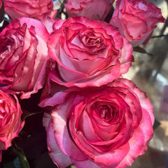 Binghong Siro Rose