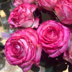 Binghong Siro Rose