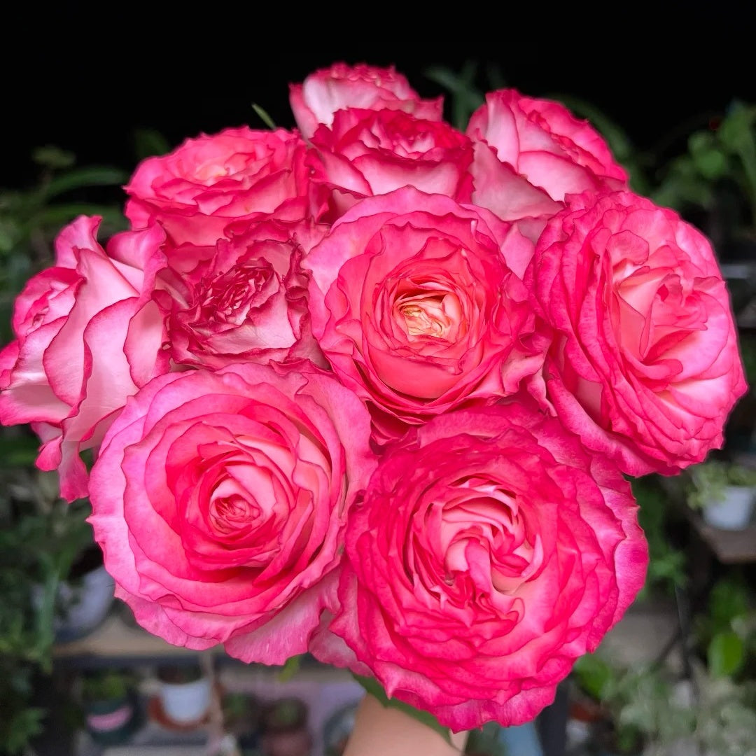 Binghong Siro Rose
