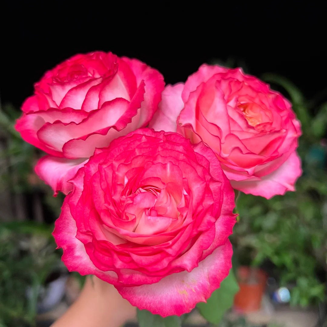 Binghong Siro Rose