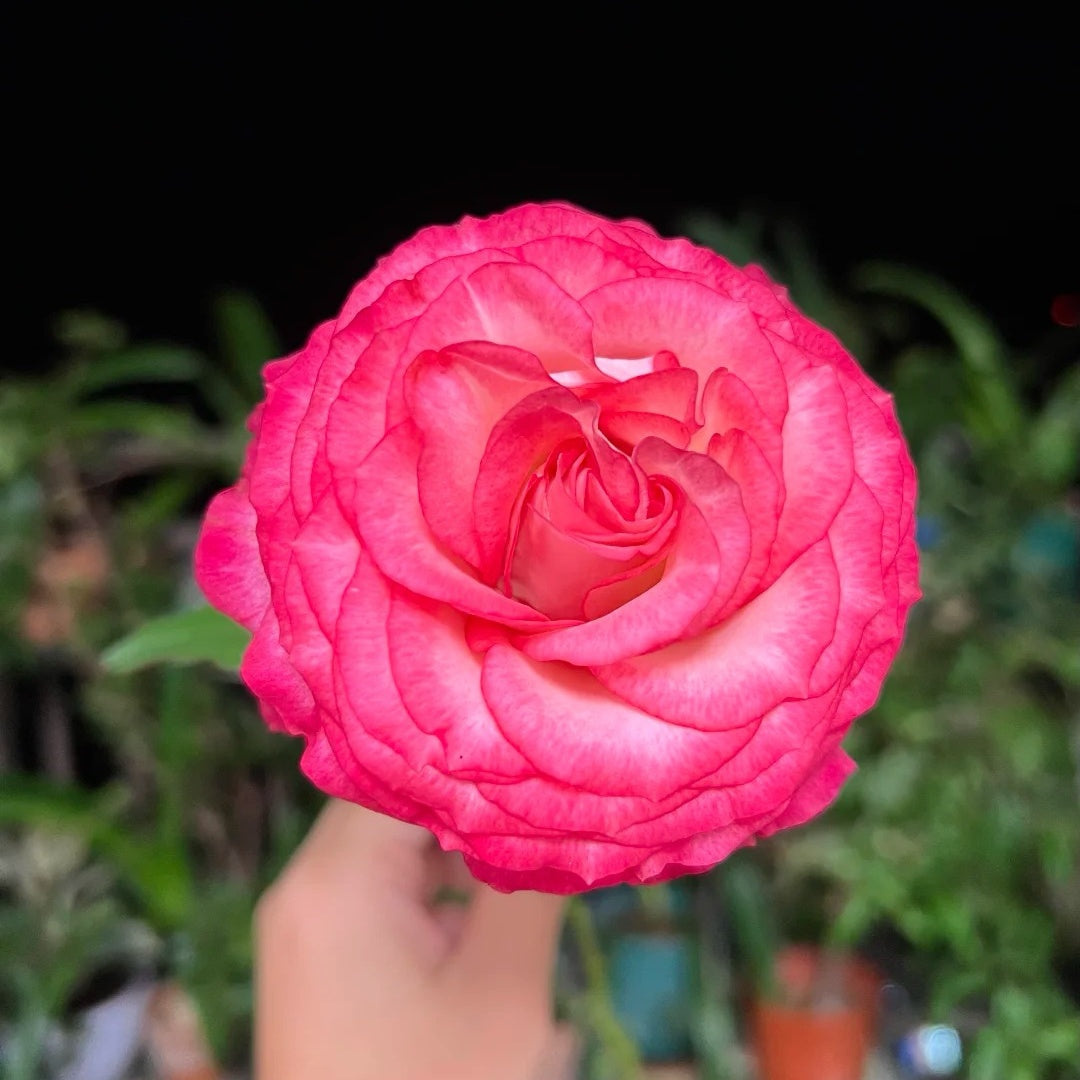 Binghong Siro Rose