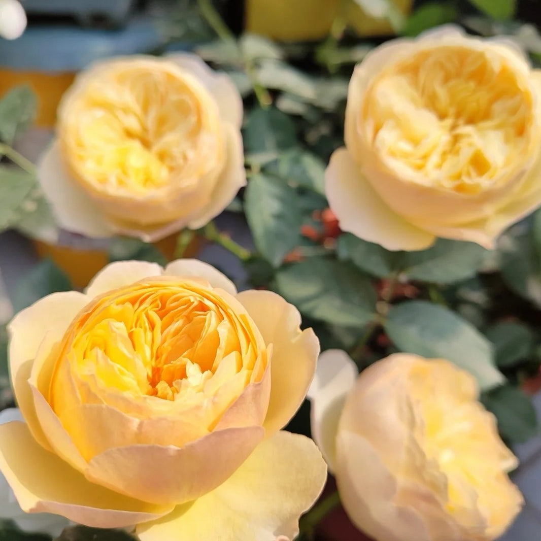 Chinese Roses – Ergongzy Roses