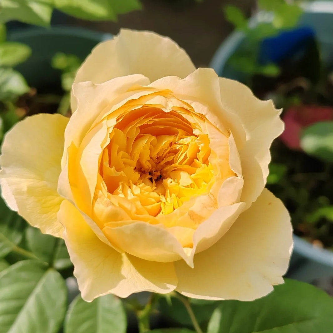 Chinese Roses – Ergongzy Roses