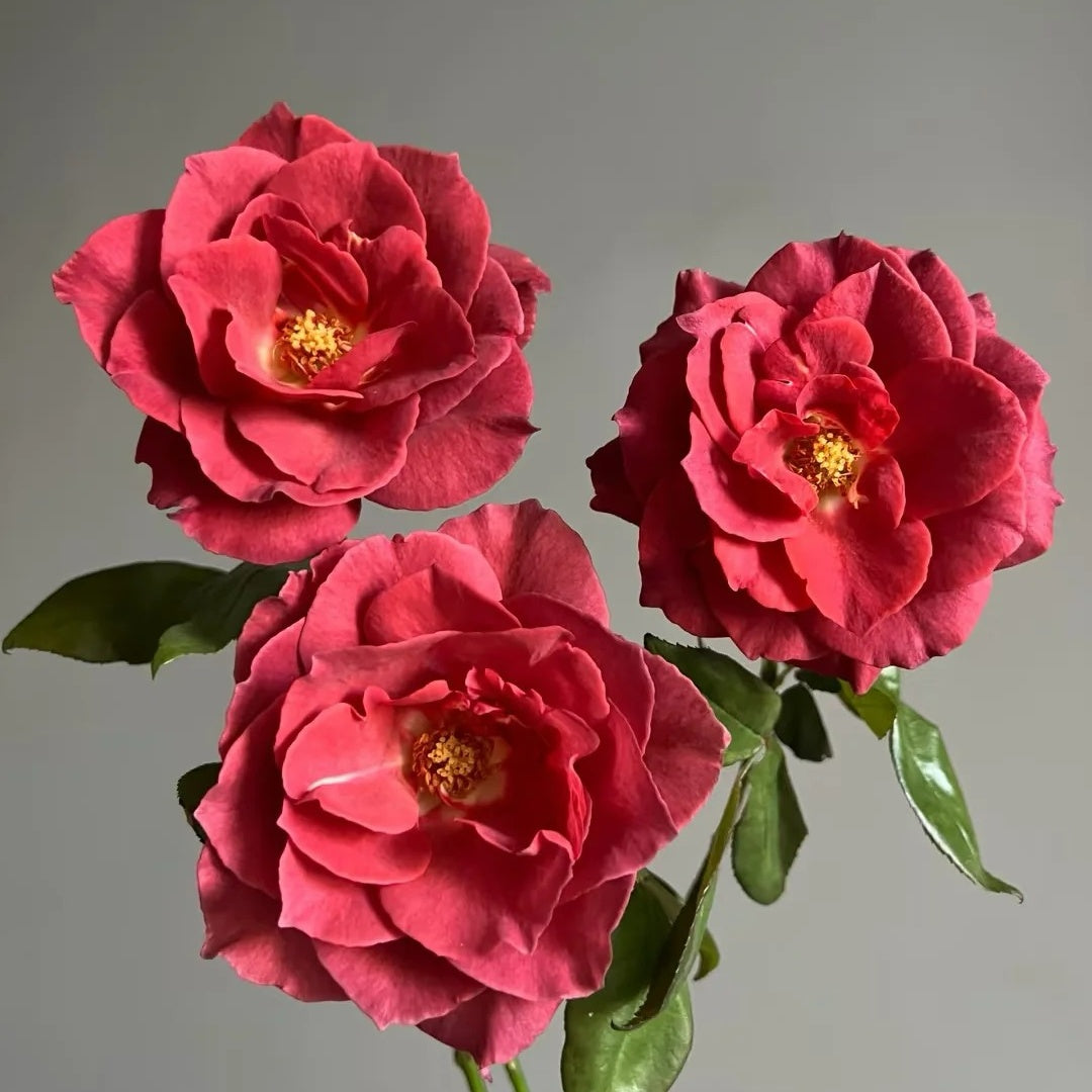 Japanese Tea Roses Black Tea Rose-红茶 | Japanese Shrub Roses – Ergongzy Roses