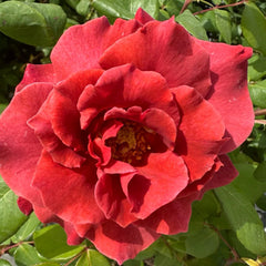 Black Tea rose