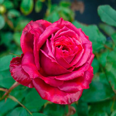 Black Tea rose