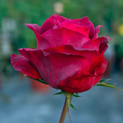 Black Tea rose