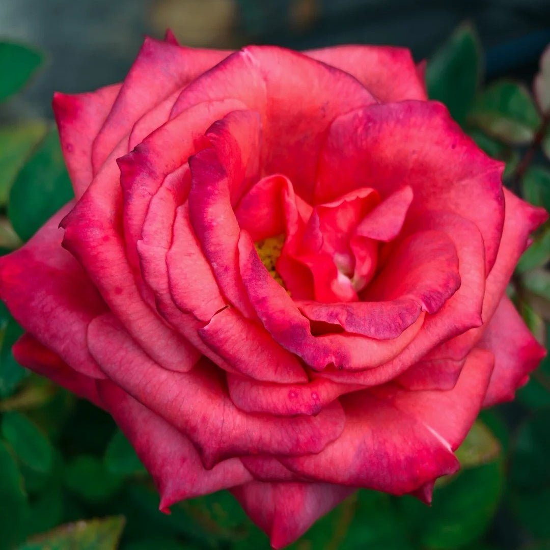 Black Tea rose