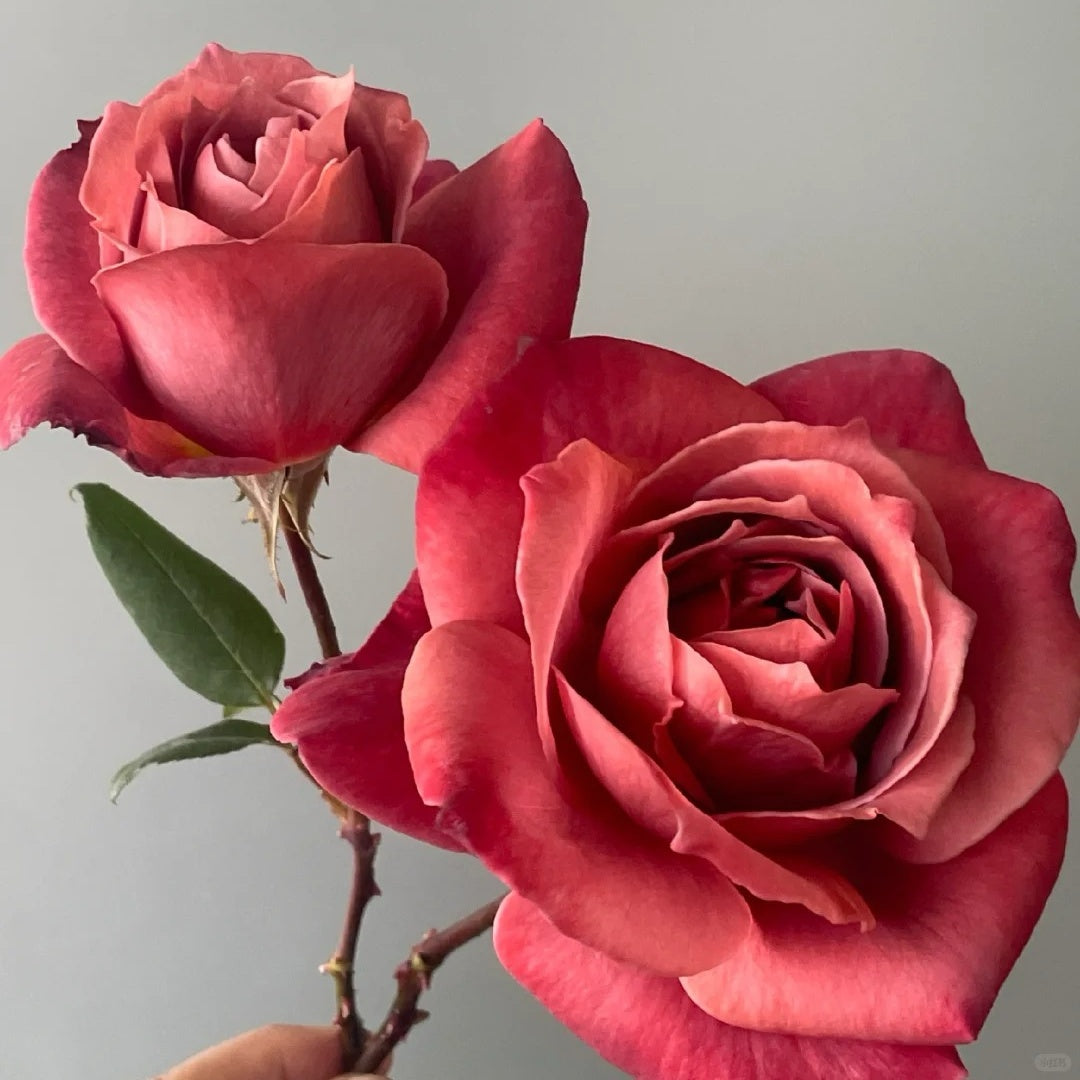 Black Tea rose