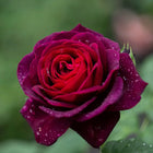 Black Caviar Rose
