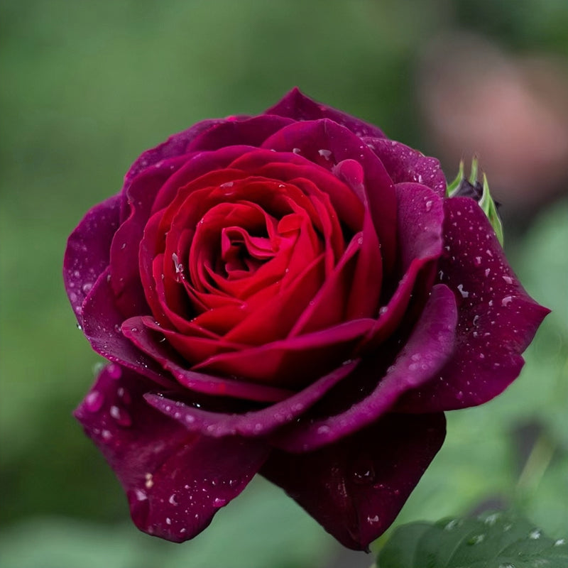 Black Caviar Rose