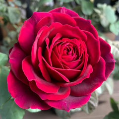 Black Caviar Rose