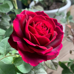 Black Caviar Rose