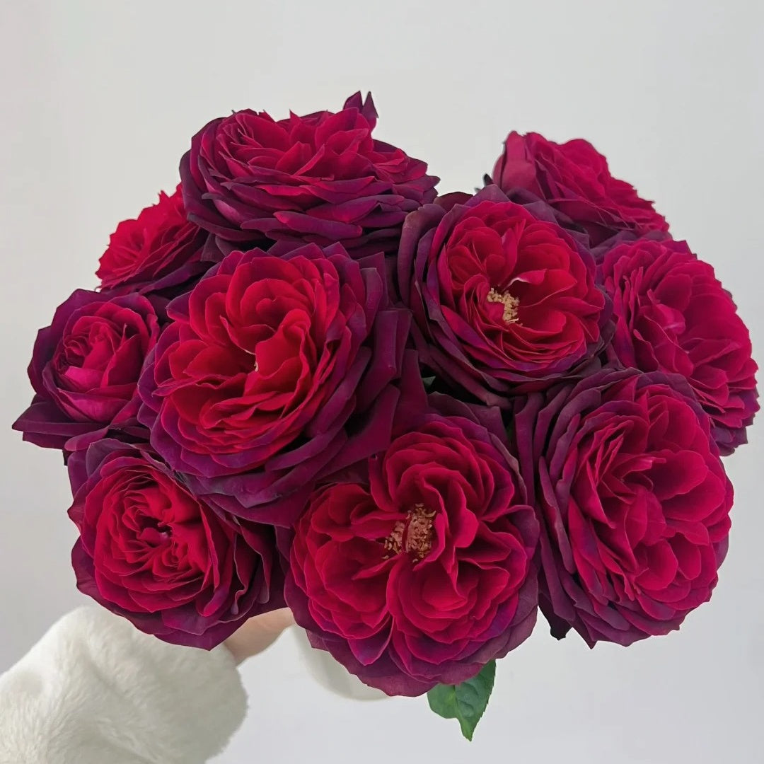 Black Caviar Rose