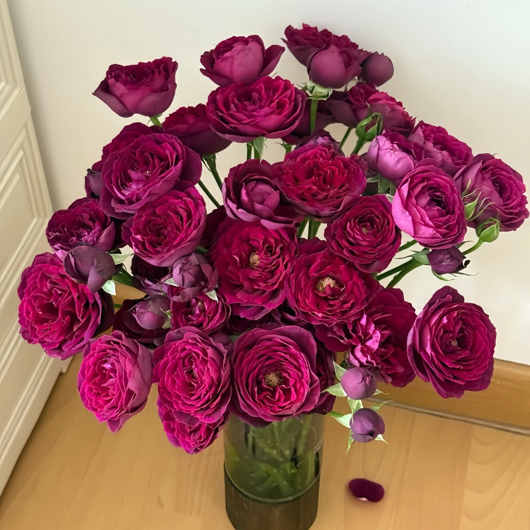 Black Caviar Rose