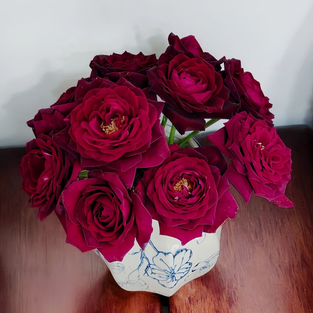 Black Caviar Rose