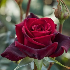 Black magic Rose