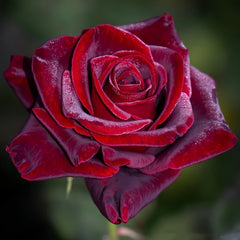 Black magic Rose