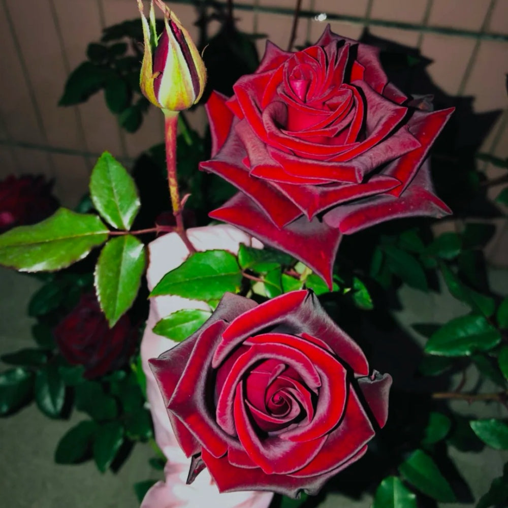 Black magic Rose
