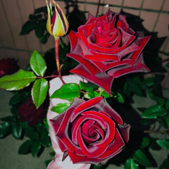 Black magic Rose