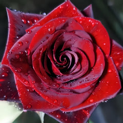 Black magic Rose
