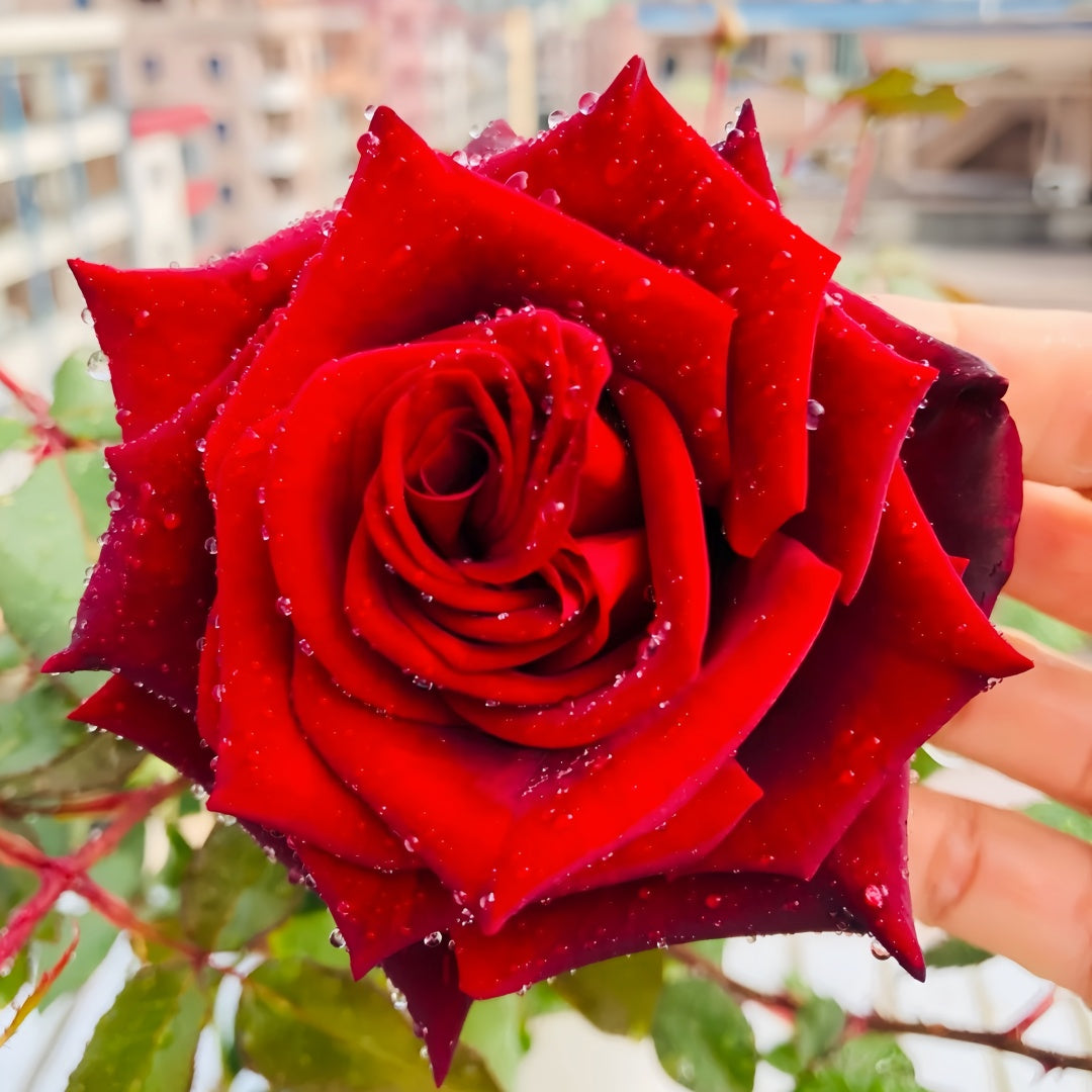 Black magic Rose