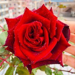Black magic Rose