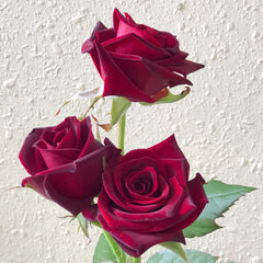 Black magic Rose