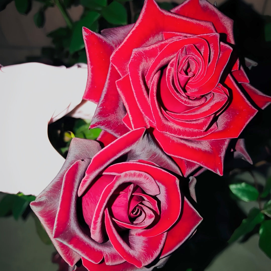 Black magic Rose